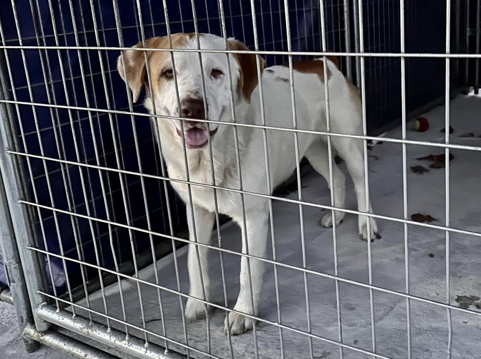 Concerned citizen turns in lost dog to Signal Mountain Police Department